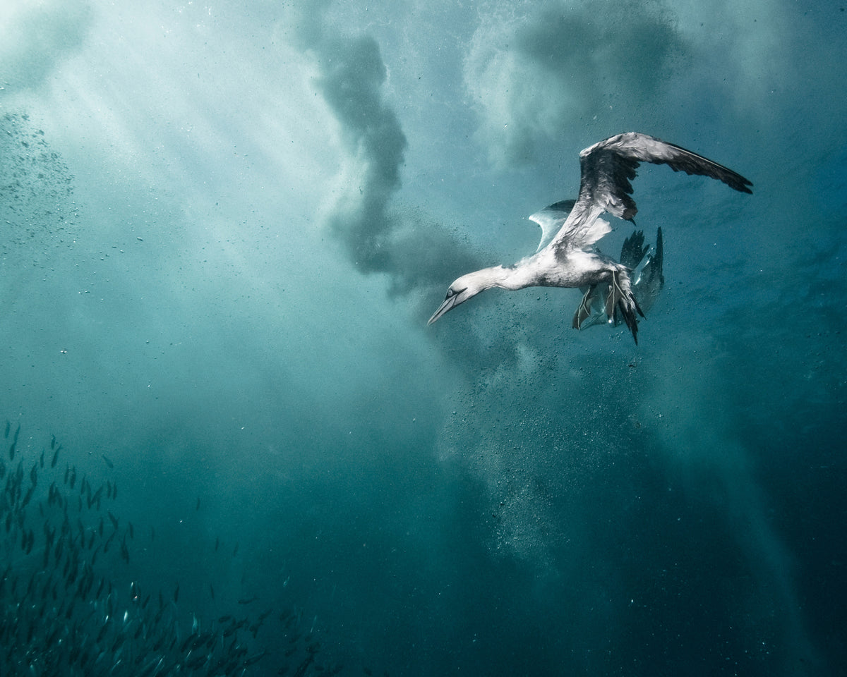 Plunge Diver