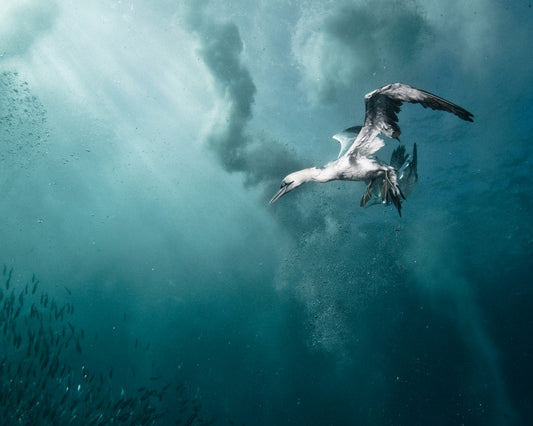 Plunge Diver