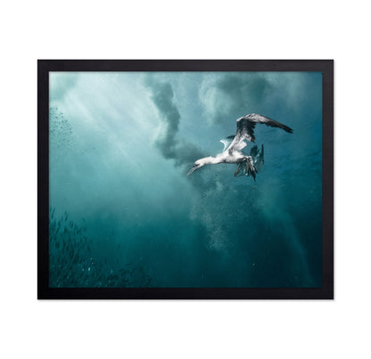 Plunge Diver