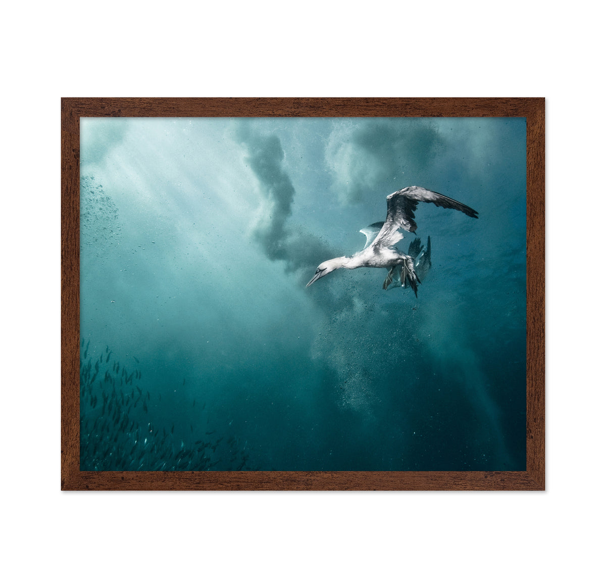 Plunge Diver