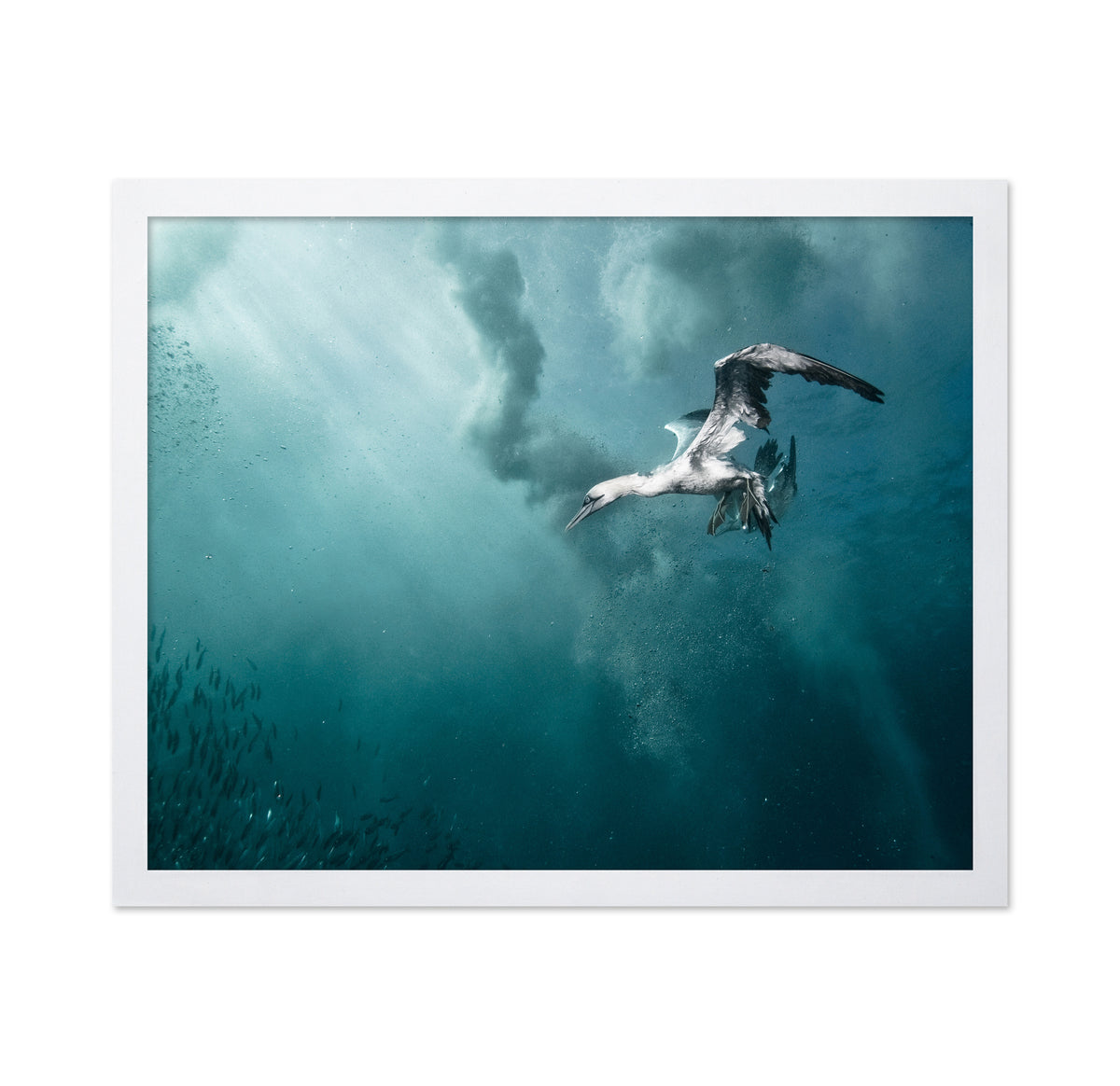 Plunge Diver