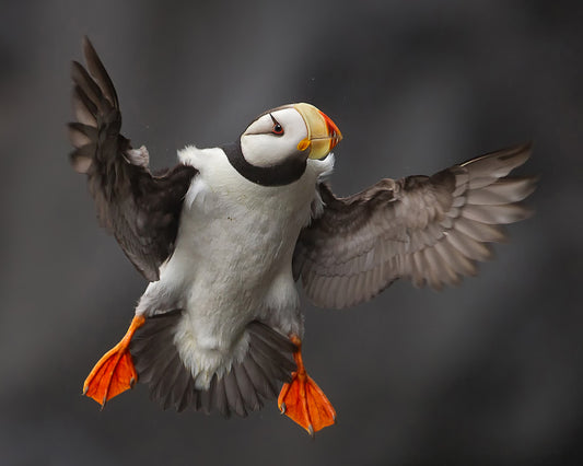 Puffin at Full Flaps