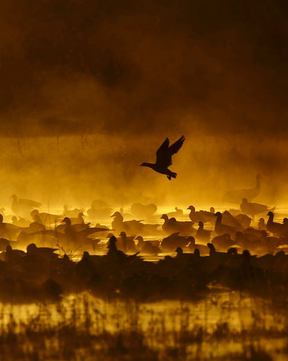Fire In The Mist