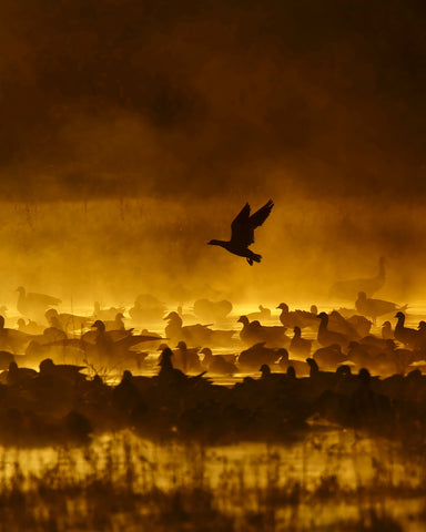 Fire In The Mist