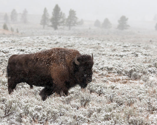 Late Fall Yellowstone