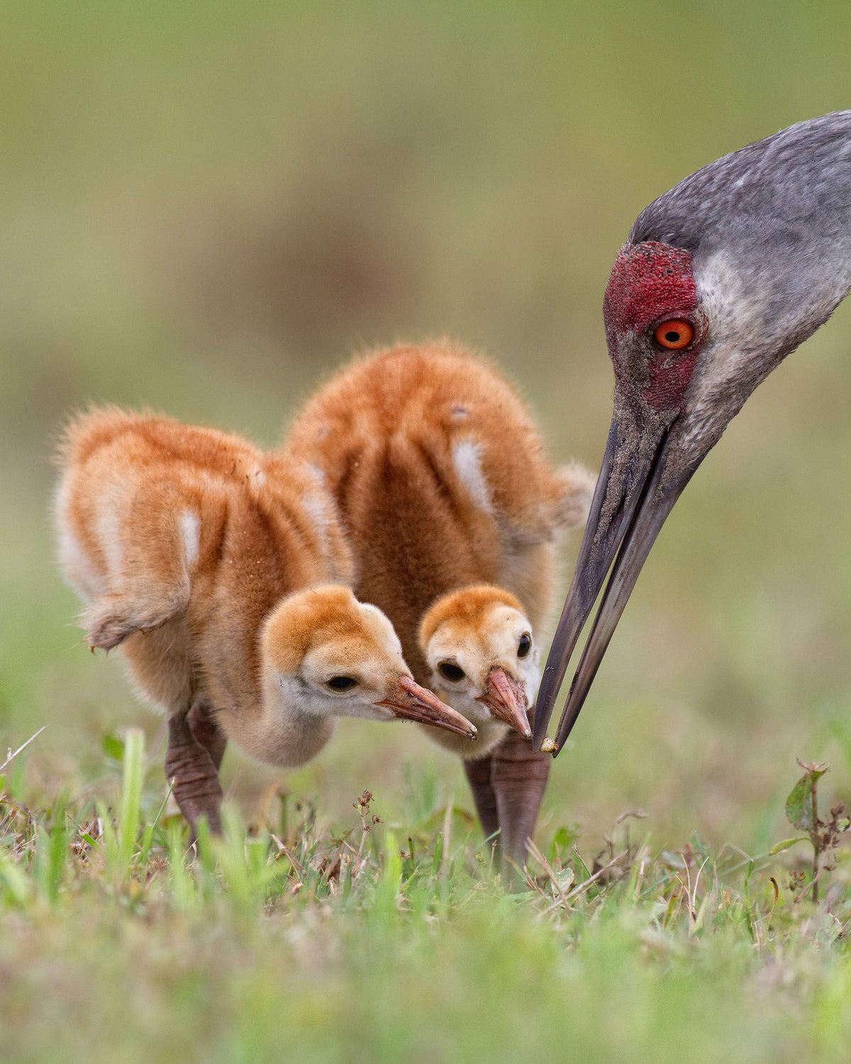 Sandhill Crane with Chicks