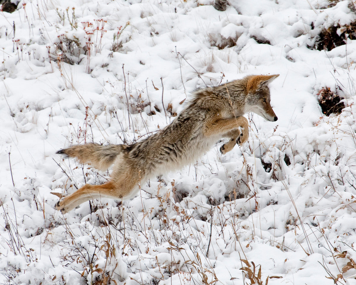 Coyote Pouncing