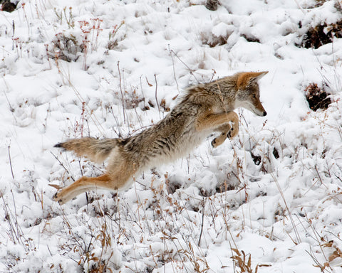 Coyote Pouncing