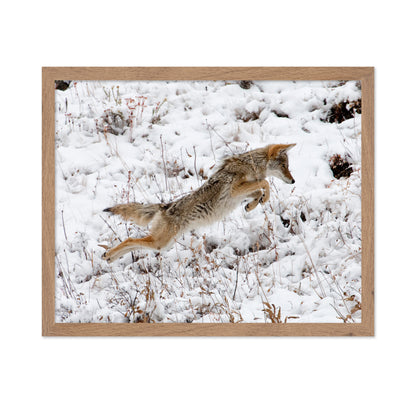 Coyote Pouncing