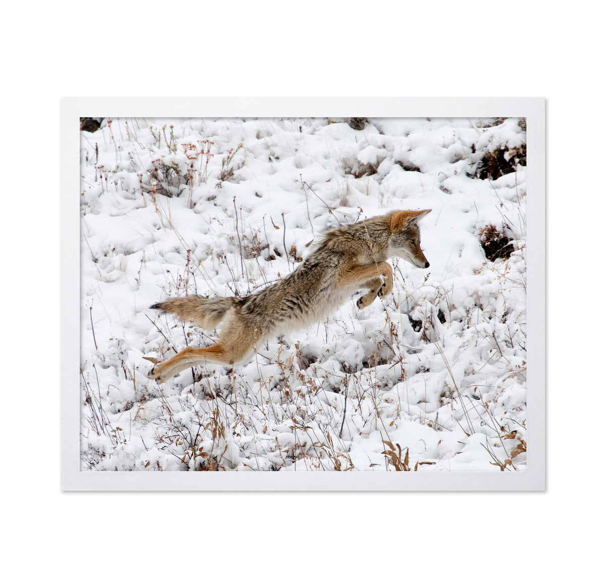 Coyote Pouncing