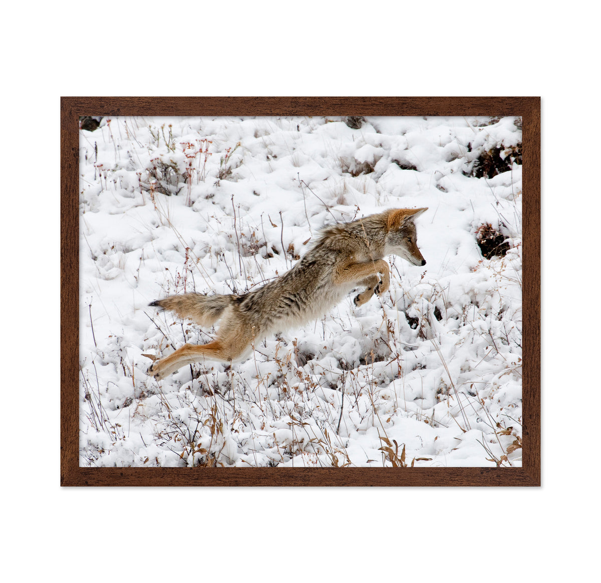 Coyote Pouncing
