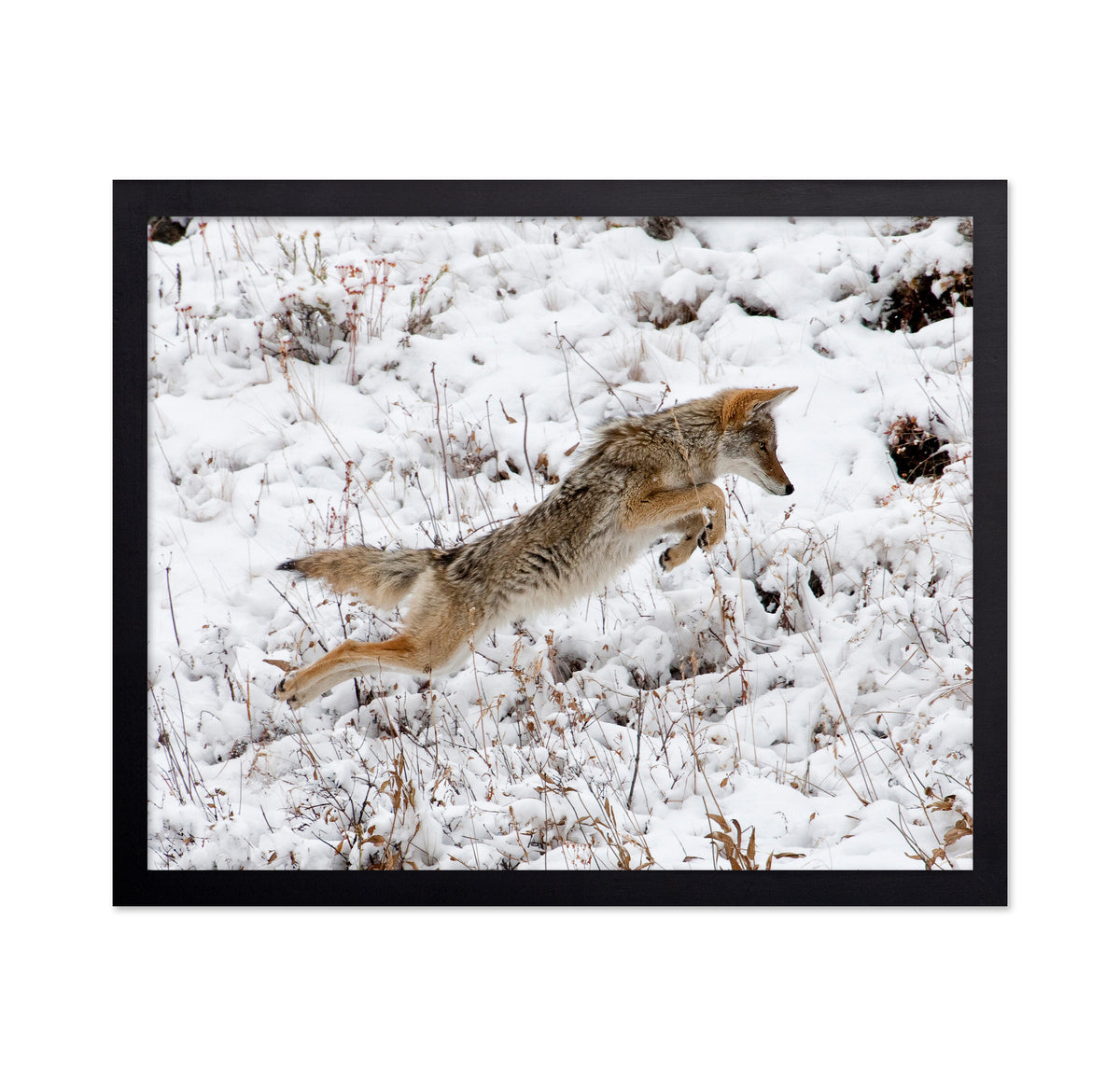 Coyote Pouncing
