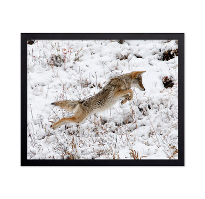 Coyote Pouncing