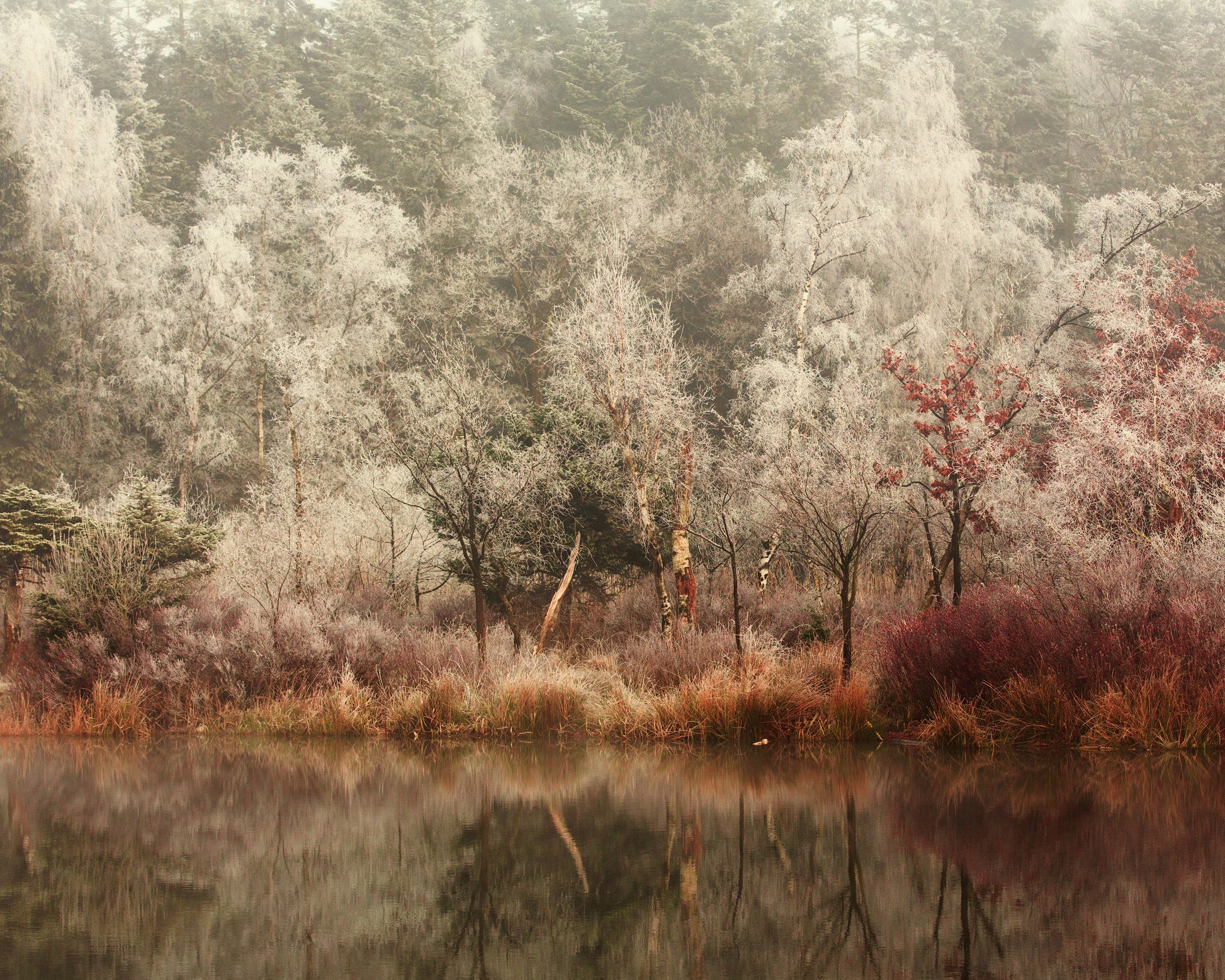 Frozen Forest