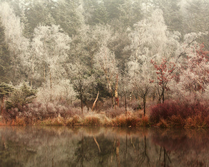 Frozen Forest