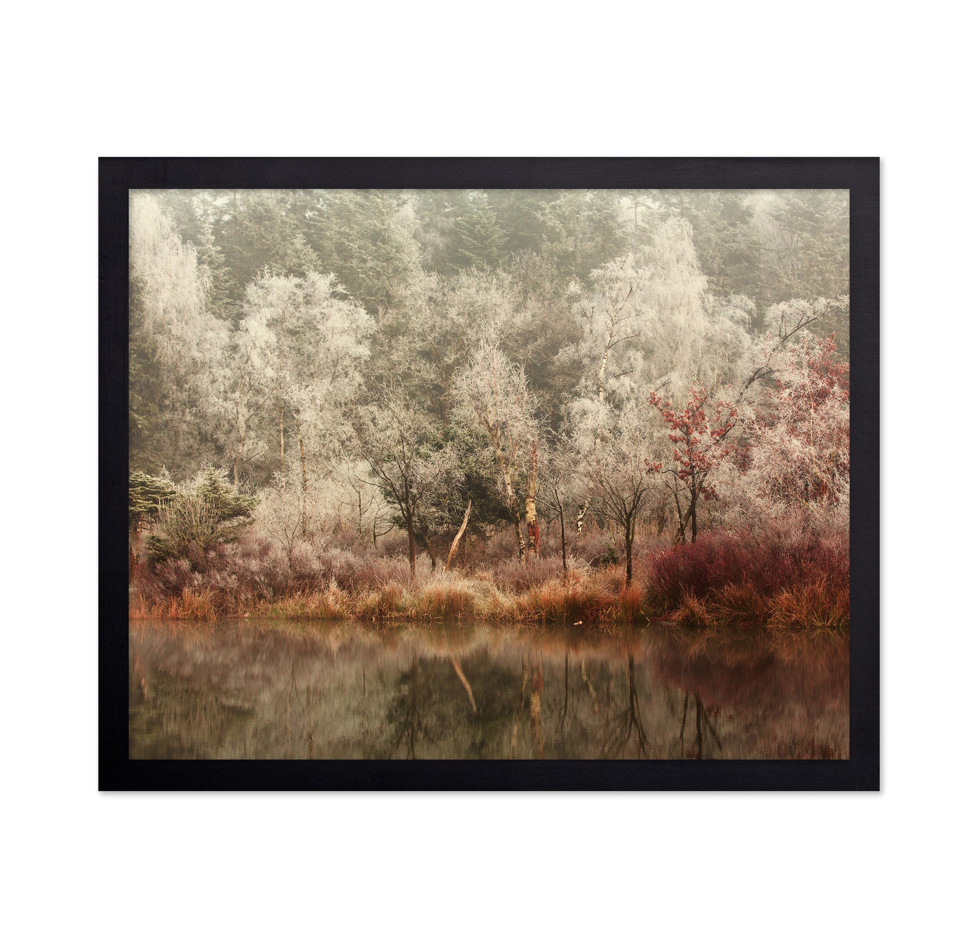 Frozen Forest