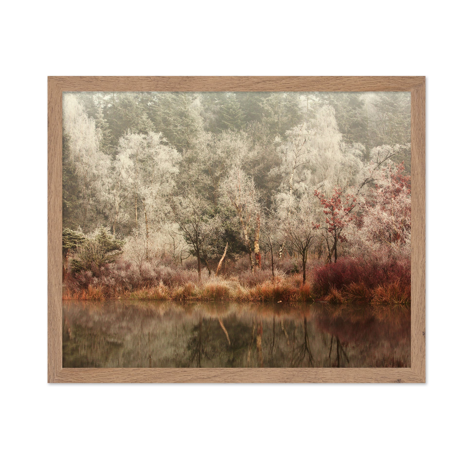 Frozen Forest