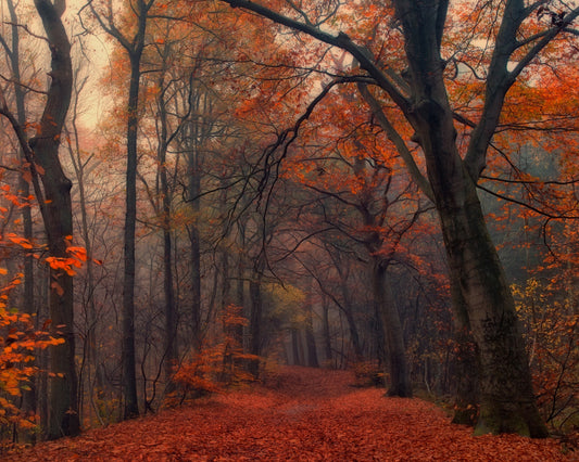 Decorative Forrest