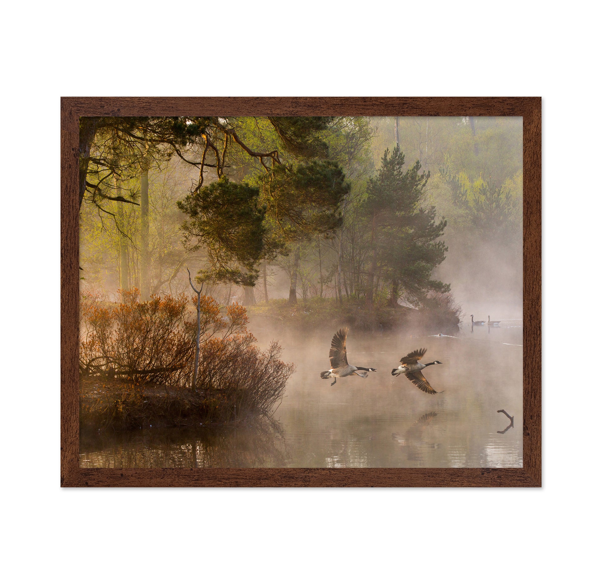 Goose Fight