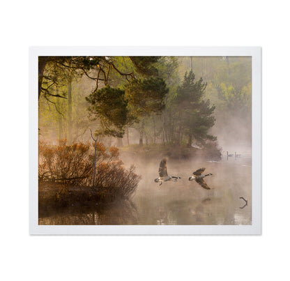 Goose Fight