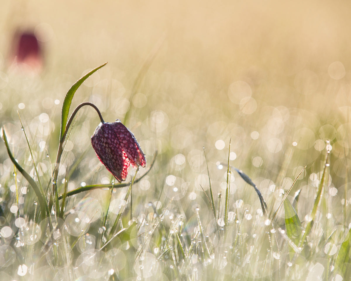 Morningdew