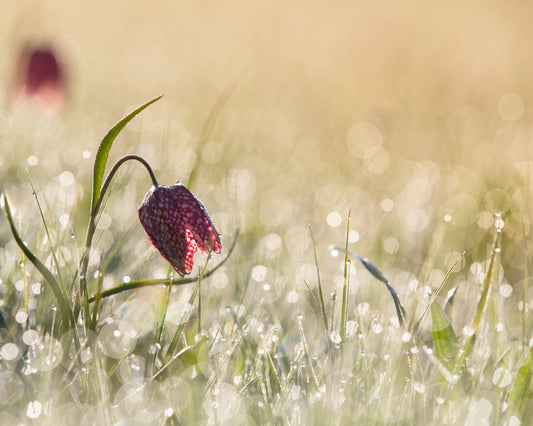 Morningdew