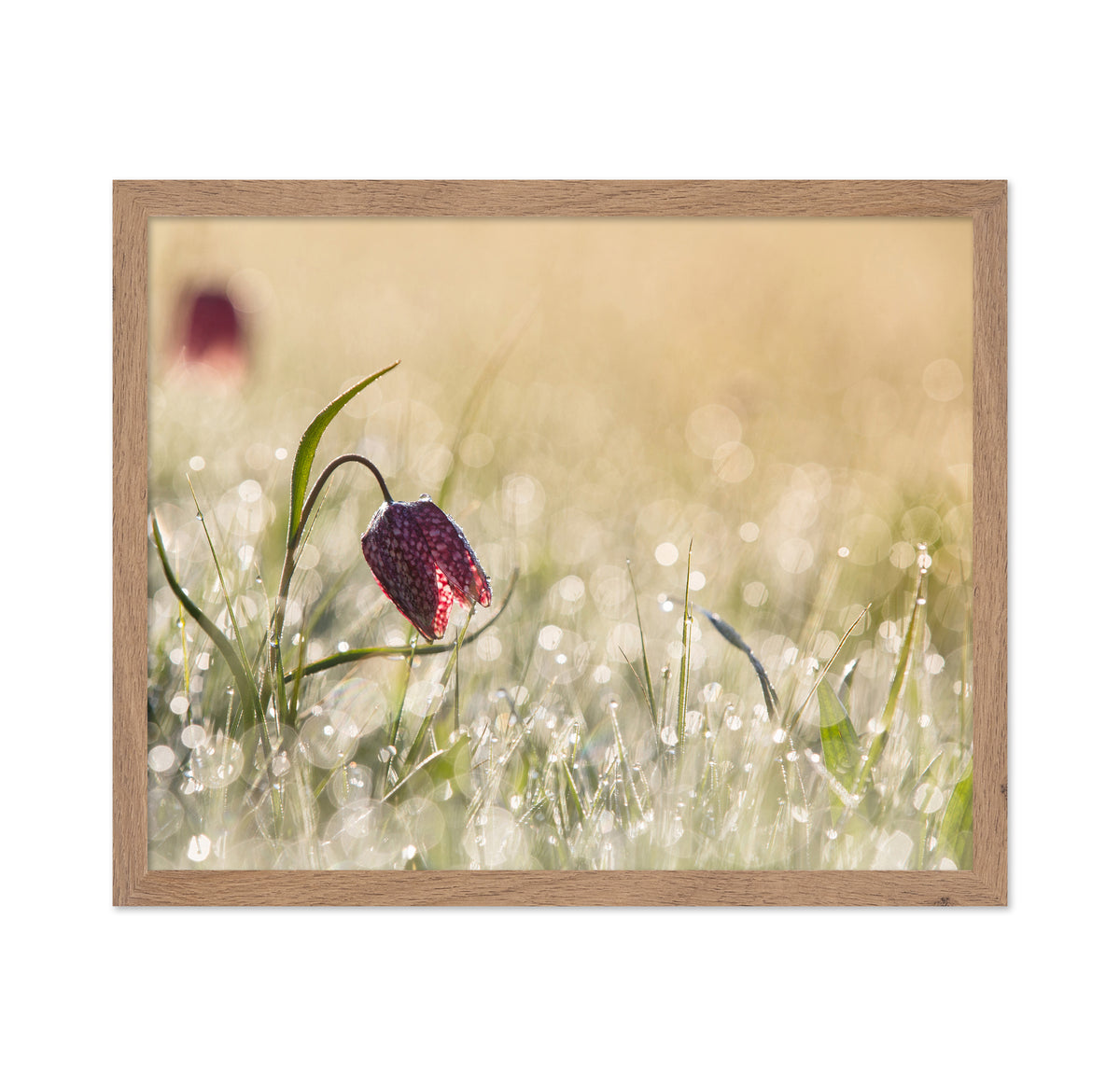Morningdew
