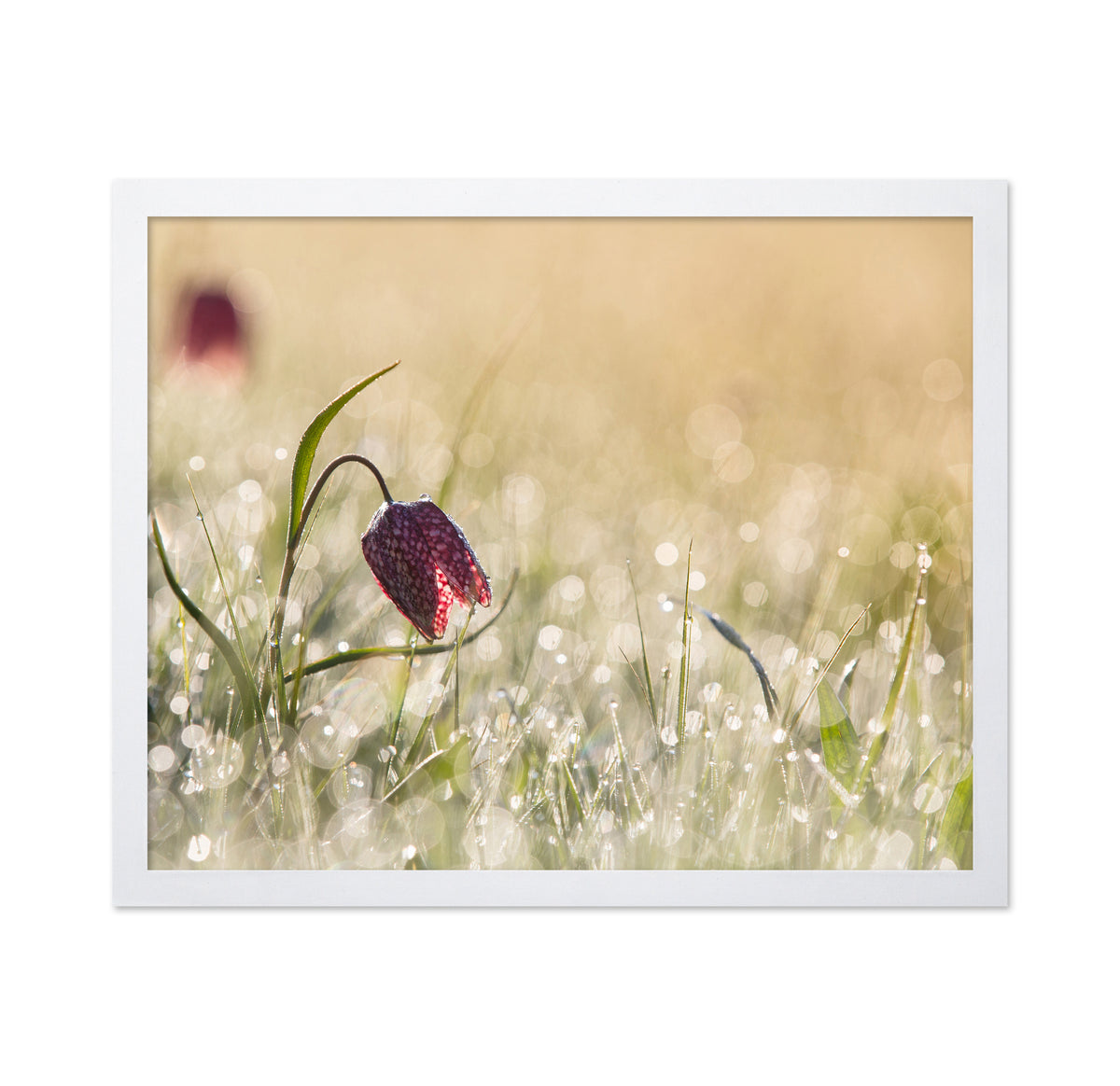 Morningdew