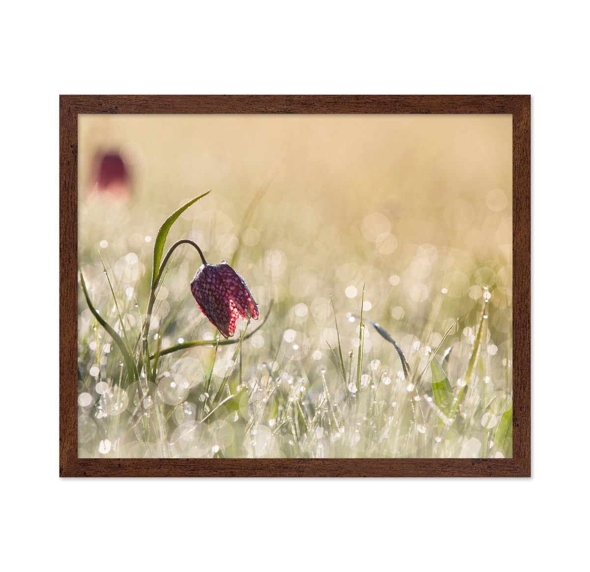 Morningdew