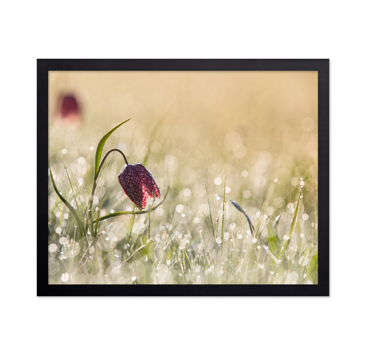 Morningdew