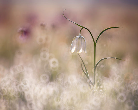 Albino