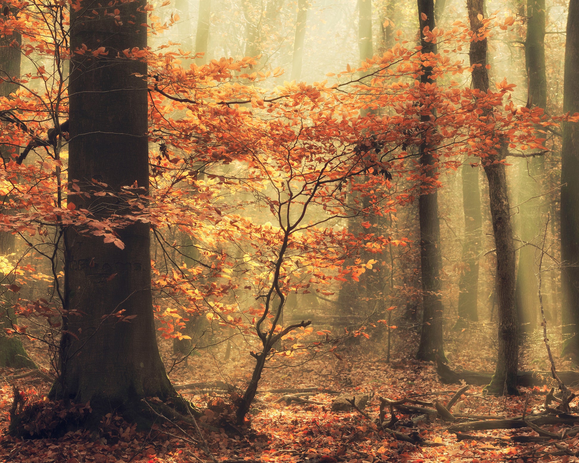 Soft Fall