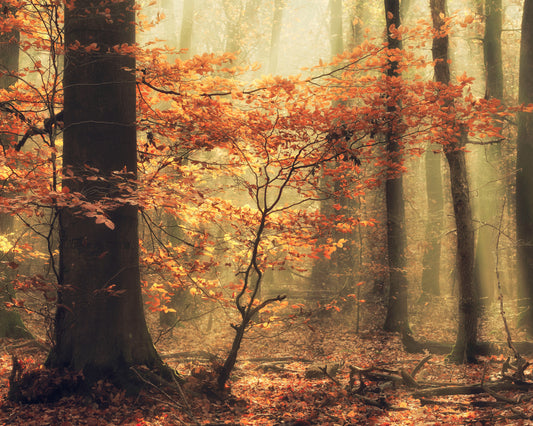 Soft Fall