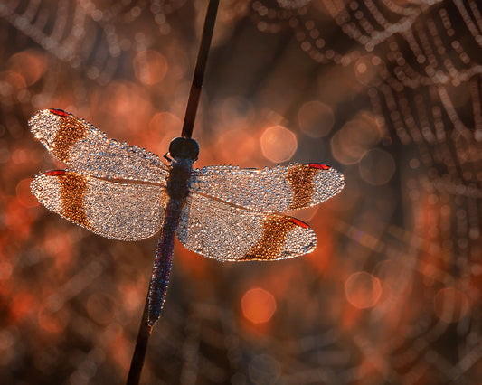 Banded Darter Dragonfly