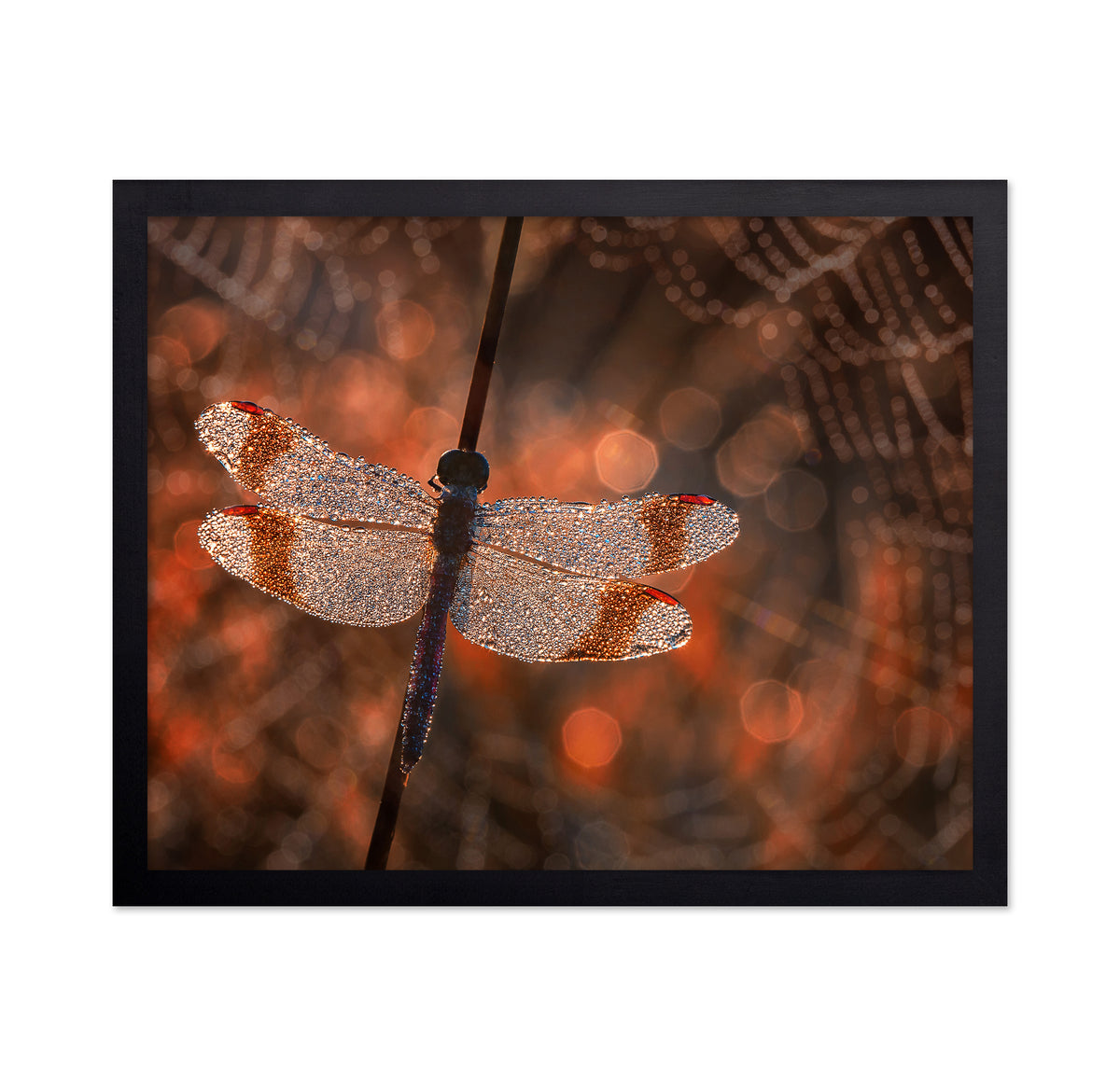 Banded Darter Dragonfly