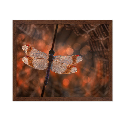 Banded Darter Dragonfly