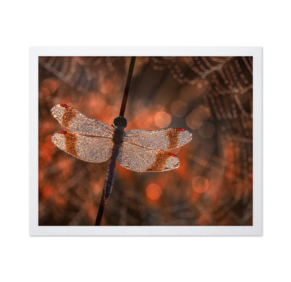 Banded Darter Dragonfly