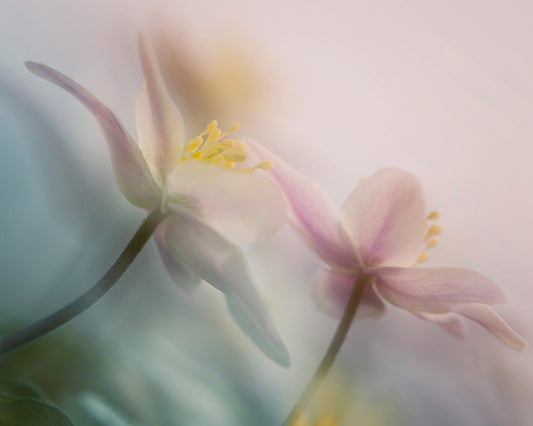 Gentle
