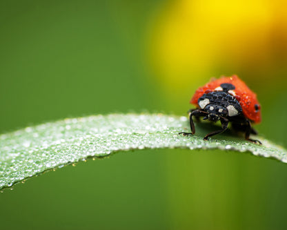 Coccinella Septempunctata
