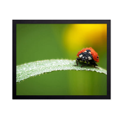 Coccinella Septempunctata
