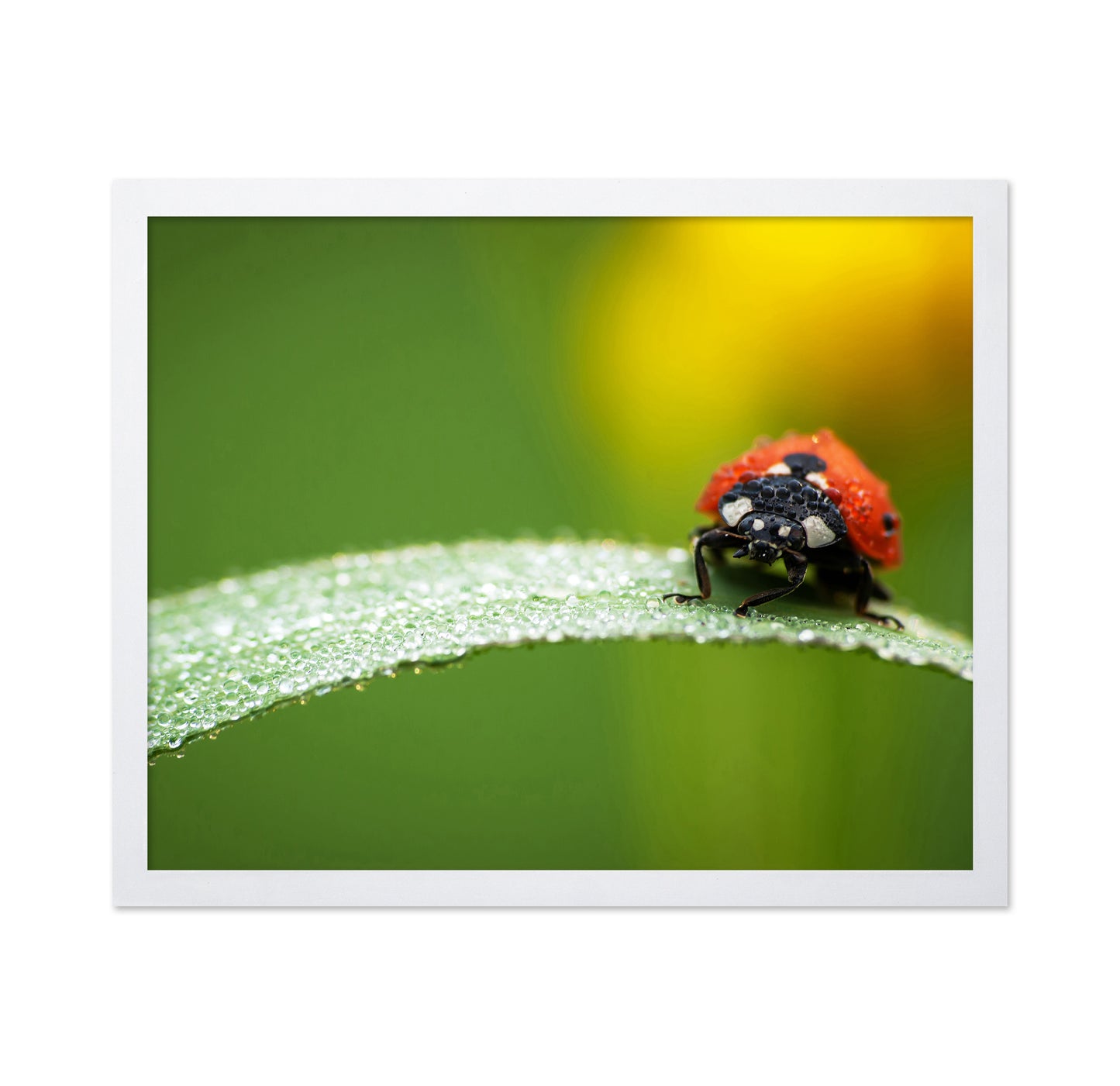 Coccinella Septempunctata