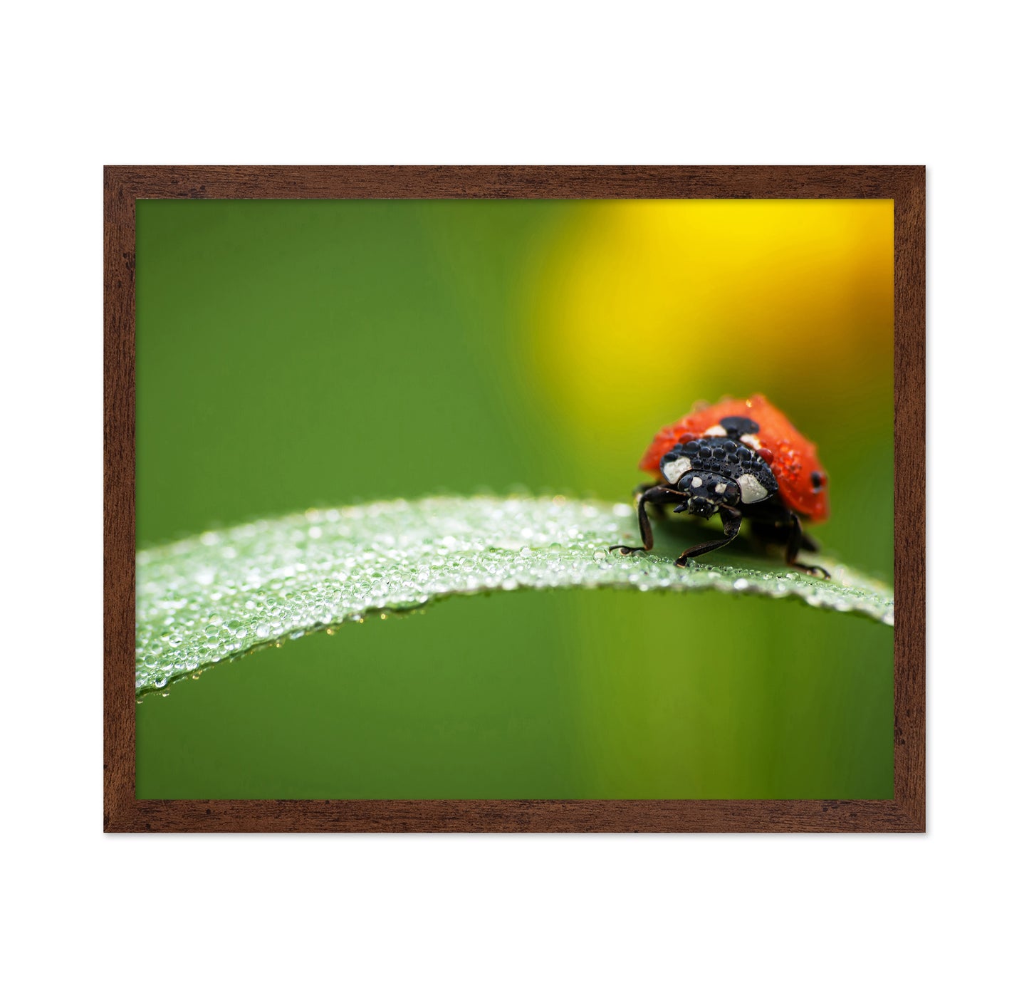 Coccinella Septempunctata