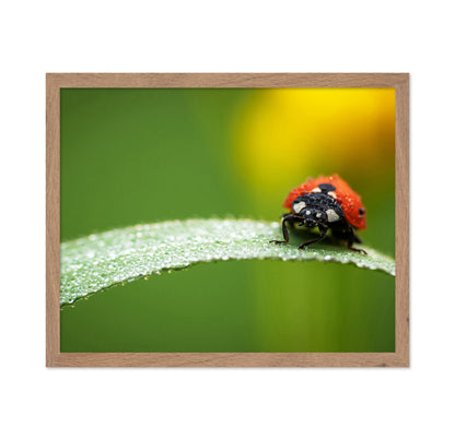 Coccinella Septempunctata
