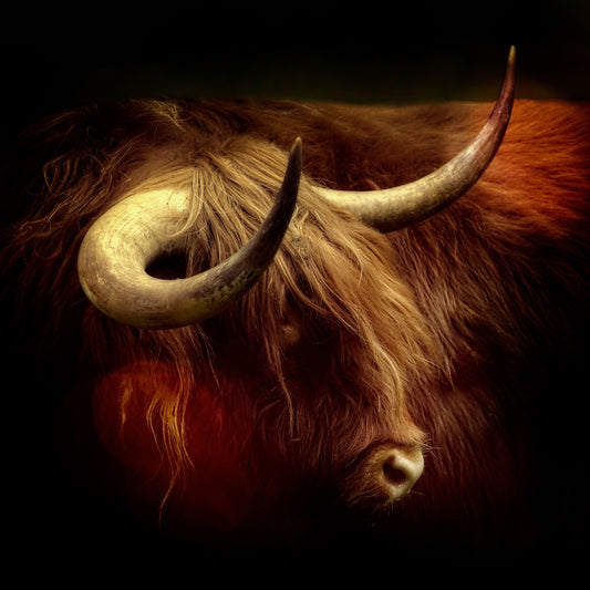 Highlander