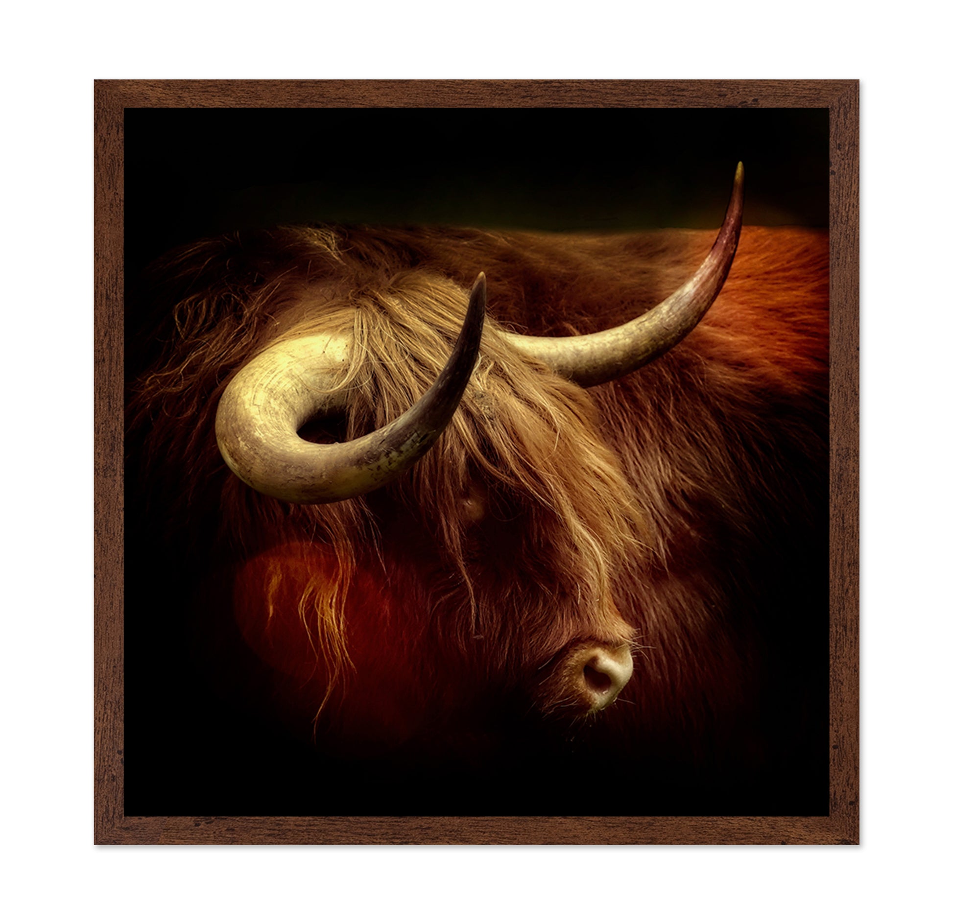 Highlander