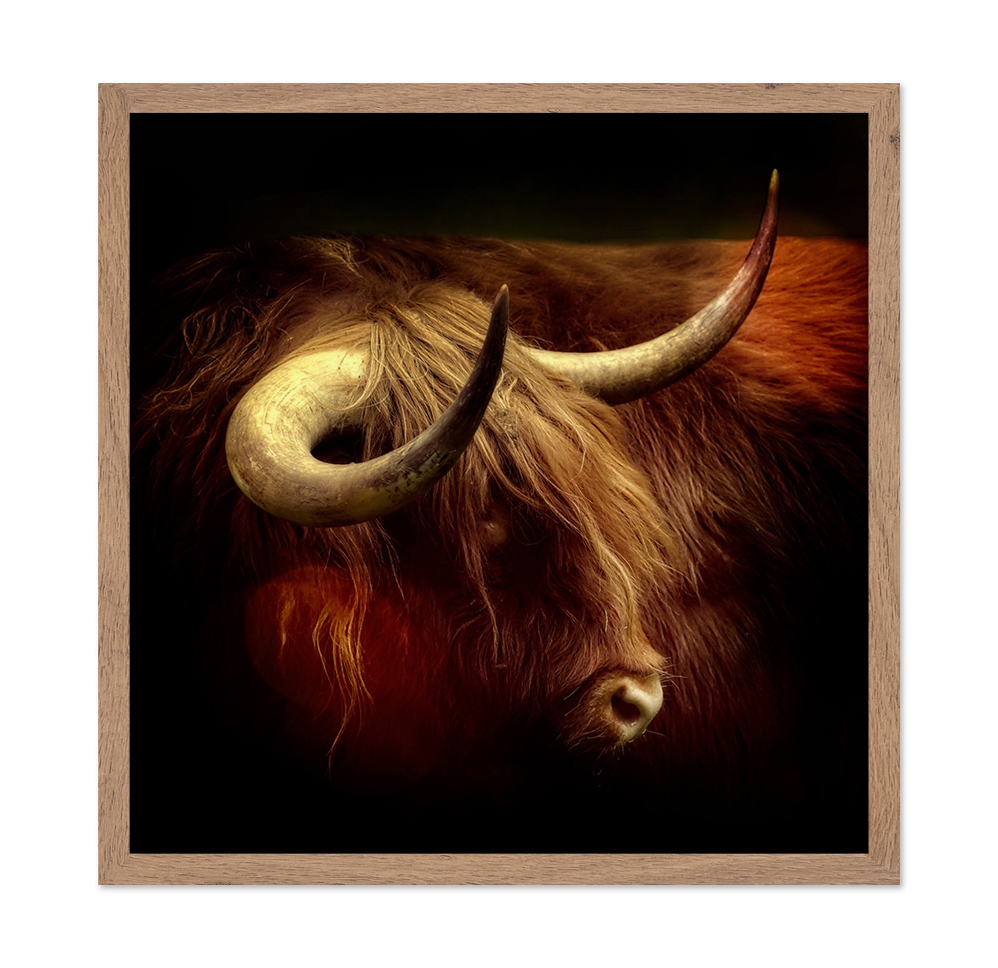 Highlander