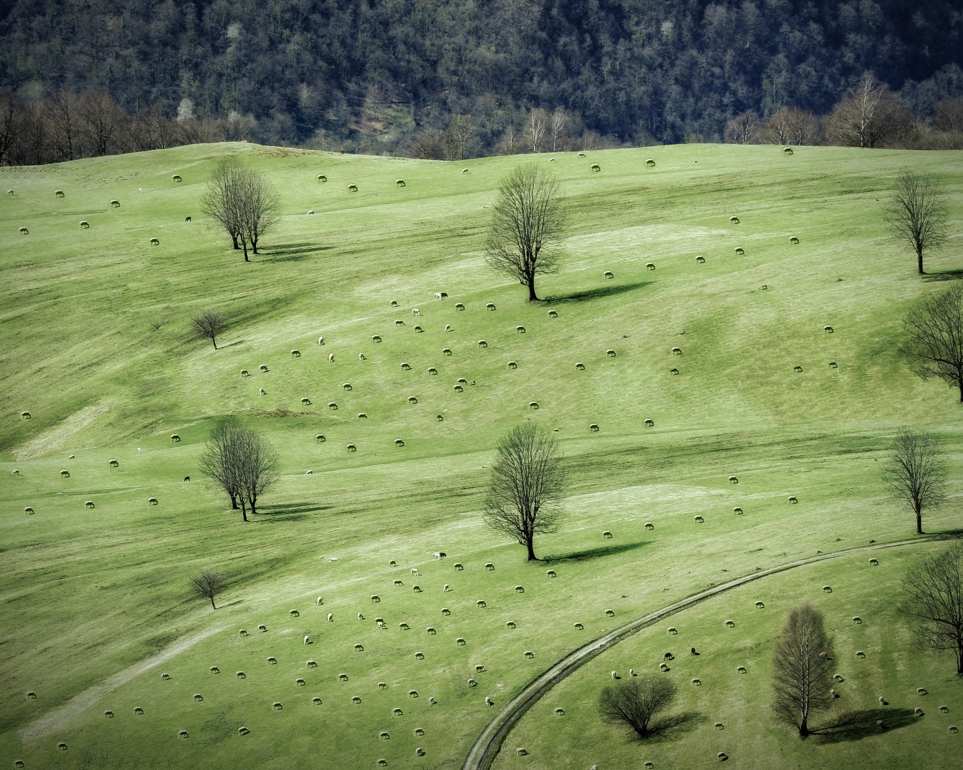 Grazing In The Pasture