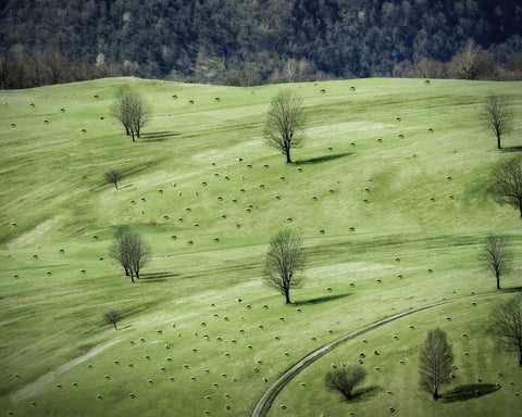 Grazing In The Pasture