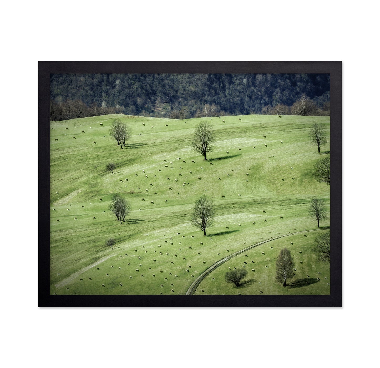 Grazing In The Pasture