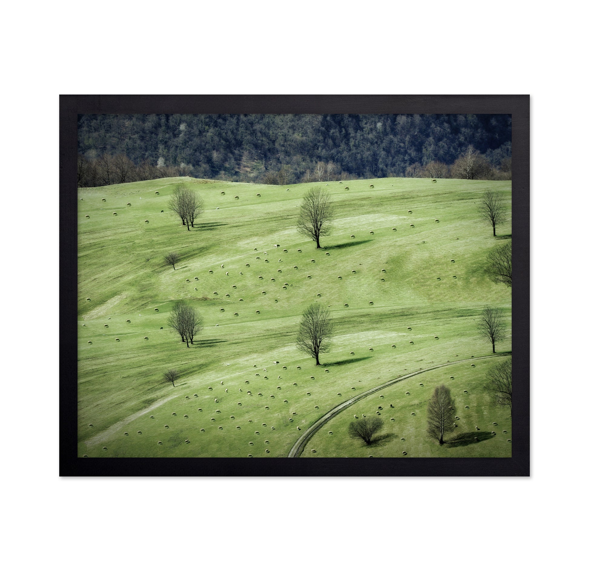 Grazing In The Pasture